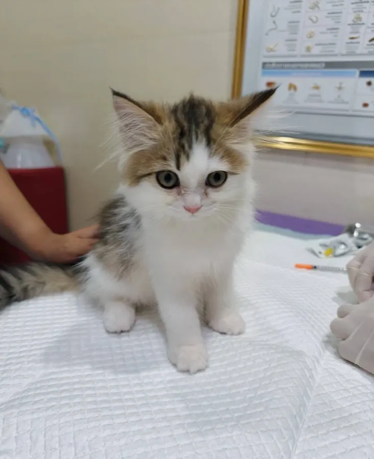 ลูกแมวมาฉีดวัคซีนที่คลินิกใจดีรักษาสัตว์ ปากเกร็ด